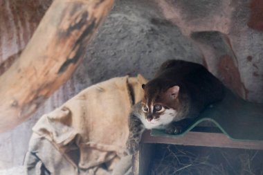 Yassıbaş kedi (Prionailurus planiceps) yabani hayvanlar ve bitkiler Hayvanat Bahçesi.