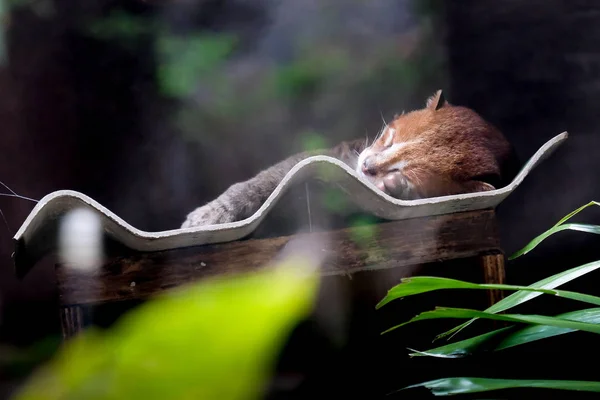 Gato Cabeza Plana Prionailurus Planiceps Fauna Zoológico —  Fotos de Stock