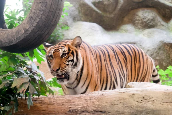 印度支那老虎 虎底格里斯河 Corbetti 在泰国动物园 — 图库照片