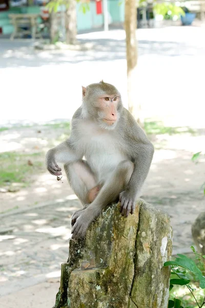 Macaco Cauda Porco Suporte Macaco Ramo — Fotografia de Stock