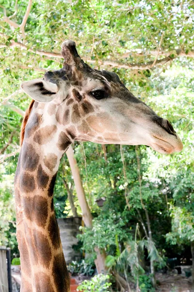 Cute giraffe head close up at the zoo.