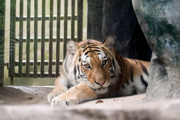 Indo Chinese Tijger Panthera Tigris Corbetti Dierentuin Van Thailand — Stockfoto