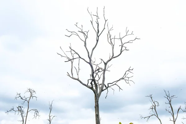 Силуэт Ветки Дерева Фоне Природы Облачно — стоковое фото
