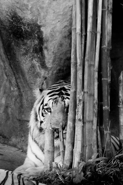 Black and white INDOCHINESE TIGER (Panthera tigris corbetti) in the zoo at Thailand