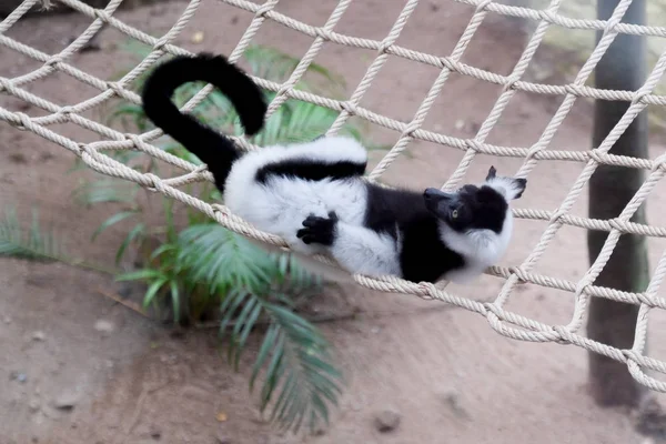 Lemur Wari Czarno Białe Tajlandii — Zdjęcie stockowe