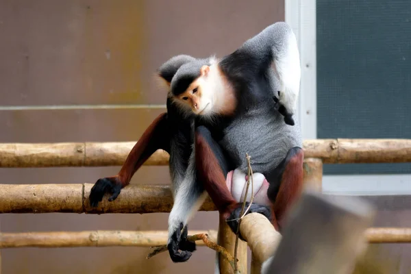 Κόκκινο Στέλεχος Douc Wildlife Reserve Στη Ταϊλάνδη — Φωτογραφία Αρχείου