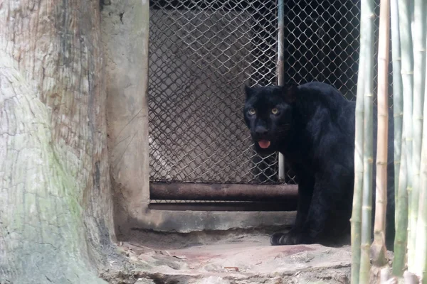 Νέοι Μαύρο Jaguar Στο Ζωολογικό Κήπο Της Ταϊλάνδης — Φωτογραφία Αρχείου