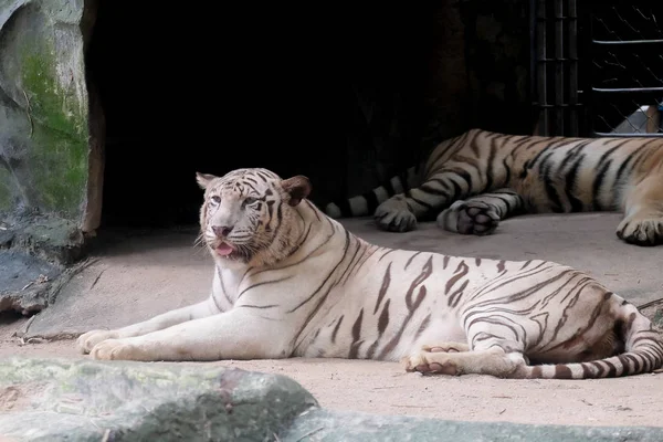 Fehér Tigris Állatkert Thaiföldi Vadvilág — Stock Fotó