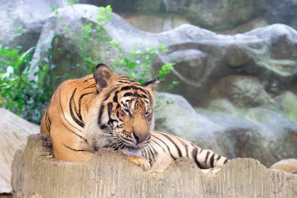 Indochinese Tiger Panthera Tigris Corbetti Зоопарке Таиланда — стоковое фото