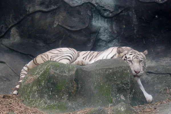 Дикая Природа Белого Тигра Зоопарке Таиланда — стоковое фото