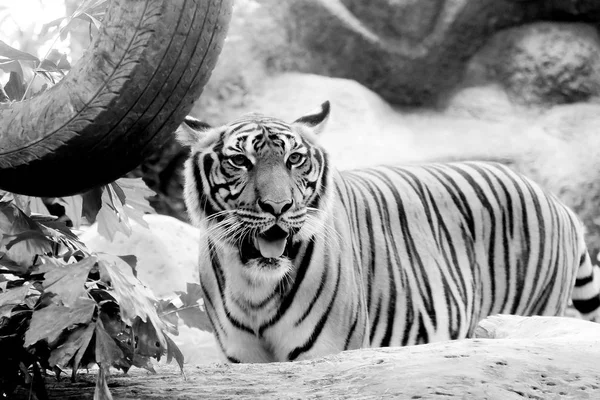 동물원에서 흑인과 인도차이나 호랑이 티그리스 Corbetti — 스톡 사진