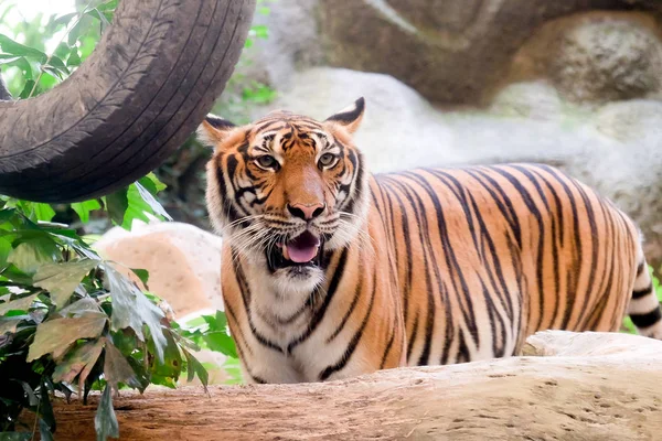 印度支那老虎 虎底格里斯河 Corbetti 在泰国动物园 — 图库照片