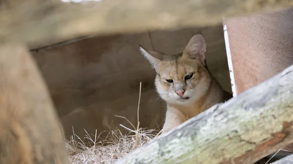 Beautiful image of jungle cat Felis Chaus in the zoo