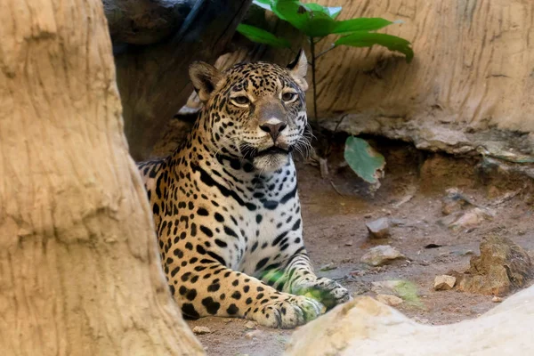 Портрет Леопарда Зоопарке Таиланда — стоковое фото