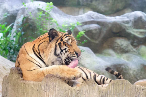 Tiger Indocinese Panthera Tigris Corbetti Nello Zoo Thailandia — Foto Stock