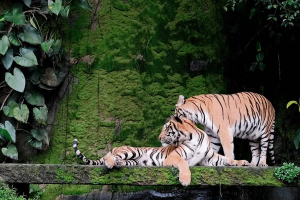Two bengal Tiger in forest show head and leg