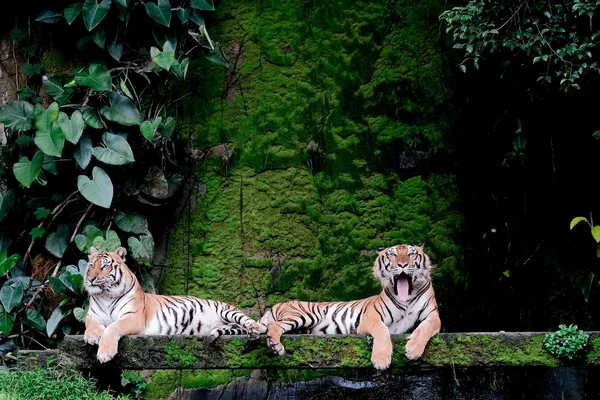 Два Бенгальских Тигра Лесу Показывают Голову Ногу — стоковое фото
