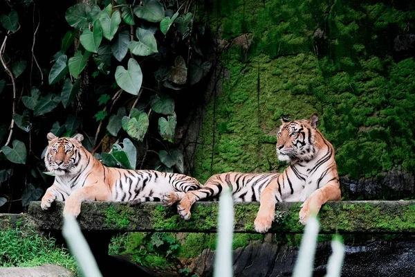Dos Tigre Bengala Bosque Muestran Cabeza Pierna — Foto de Stock