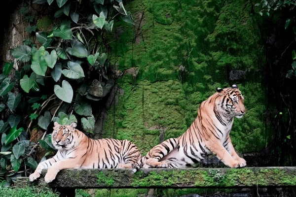 Dois Tigre Bengala Floresta Mostram Cabeça Perna — Fotografia de Stock