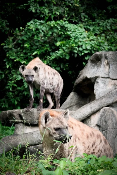 Vida Silvestre Hyena Zoológico Tailandia —  Fotos de Stock