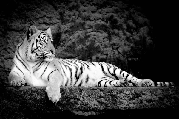 Ack White Bengal Tiger Forest Show Head Leg Стоковое Изображение