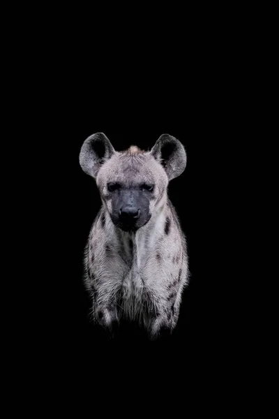 Cerca Hyena Aislado Sobre Fondo Negro —  Fotos de Stock