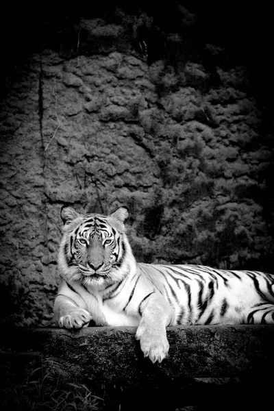Черно Белый Бенгальский Тигр Лесу Показывает Голову Ногу — стоковое фото