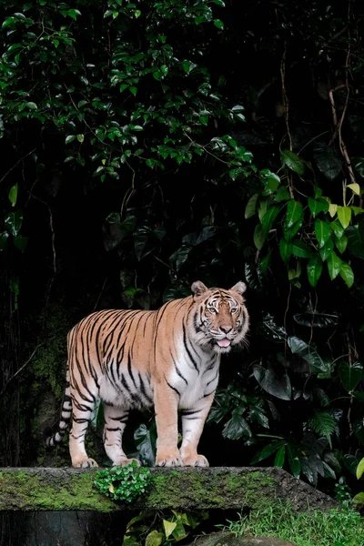 Tygrys Bengalski Stojący Lesie Pokaż Sekcji Nóg Głowy — Zdjęcie stockowe