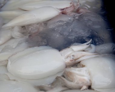 Taze kalamar piyasada satılan. Beyaz ham kalamar deniz ürünleri ya da taze kalamar deniz ürünleri ya da diğer menü yemek pişirmek için ıslak Pazar satışa görüntülemek.