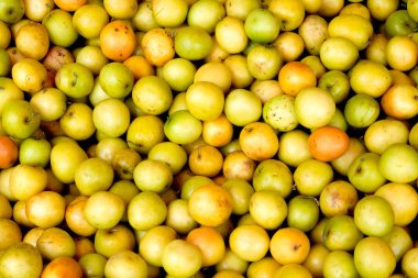 Yüksek kaliteli gevrek kış hünnap hünnap arka planı için