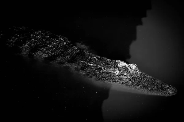 Черное Белое Закрыть Глаза Кожу Крокодила Воде — стоковое фото