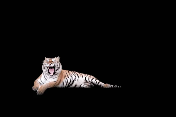 Bengal Tiger Forest Show Head Leg Isolated Black Background — Stock Photo, Image