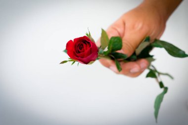 Kırmızı gül ve beyaz arka plan üzerinde izole el yapraklarda