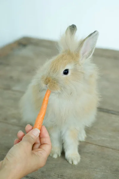 Милый коричневый кролик, поедающий морковь с рук людей с деревянными — стоковое фото
