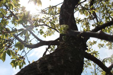 El çizimi kiraz çiçeği dalı
