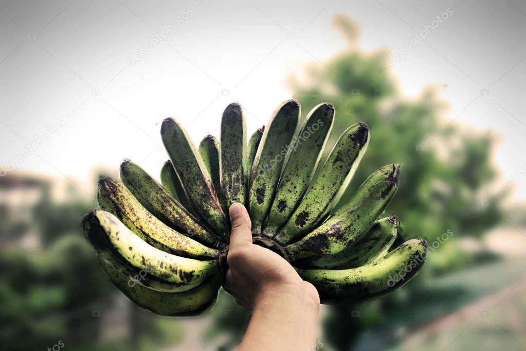 Hand Holding Fresh Green Banana