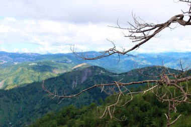 A dal dağın tepesinde, closeup çekim.