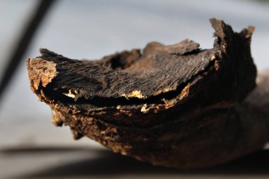 Eski bir doğal ahşap closeup makro çekim.