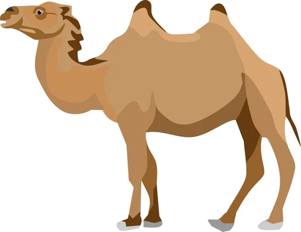 Camel Animal Vector Illustration — Stock Vector