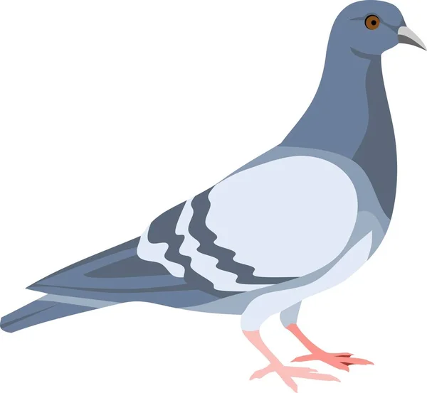 Pigeon Kuş Hayvan Vektör Çizim — Stok Vektör