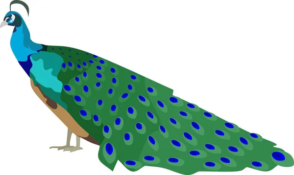 Векторная Иллюстрация Павлина — стоковый вектор