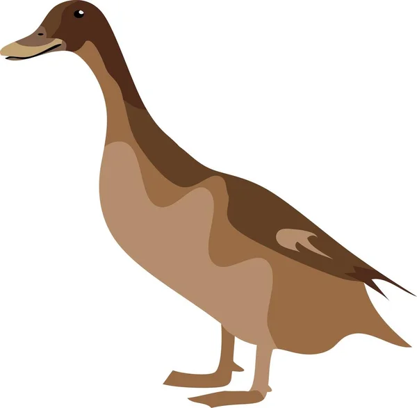 Brown Duck Pet Animal Vector Ilustração —  Vetores de Stock