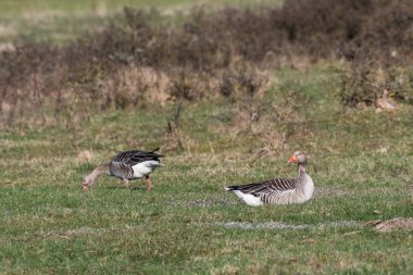 Bir otlak içinde dinlenmek ve otlatma Greylag kaz çift
