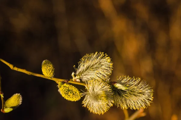 Closeup Image Sunlit Blossom Willow Catkins — Stock Photo, Image