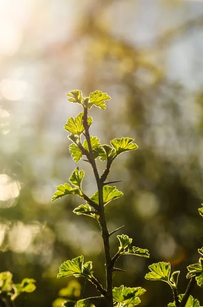 Primavera Con Ramoscello Uva Spina Fresca Crescita Spinosa Controluce — Foto Stock