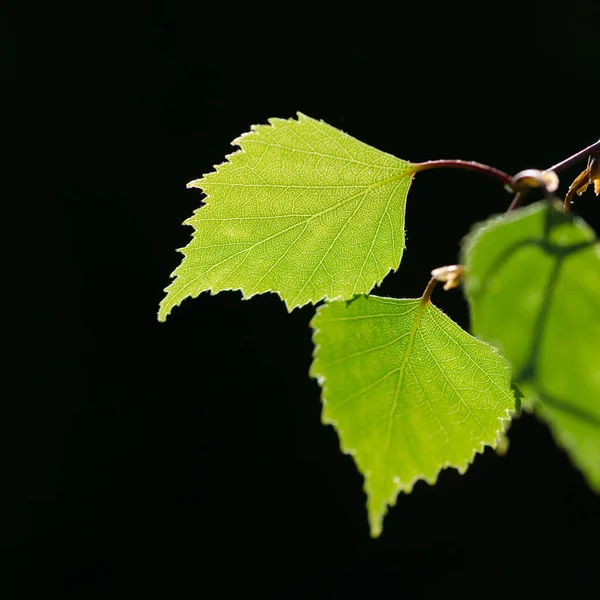 Beautiful Textured Backlit Birch Leaf Dark Background — Stock Photo, Image