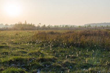 Bir bataklık, İsveç tarafından güzel misty akşam Öland Adası