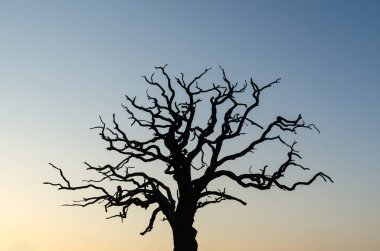 Çok yaşlı meşe ağacının siluet tarafından renkli gökyüzü