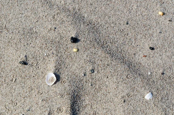 Zbliżenie Piasek Plaży Małe Muszle — Zdjęcie stockowe