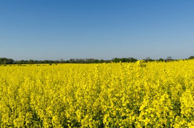 Mavi bir gökyüzü çiçeği güzel ve renkli kolza tohumu alanıyla